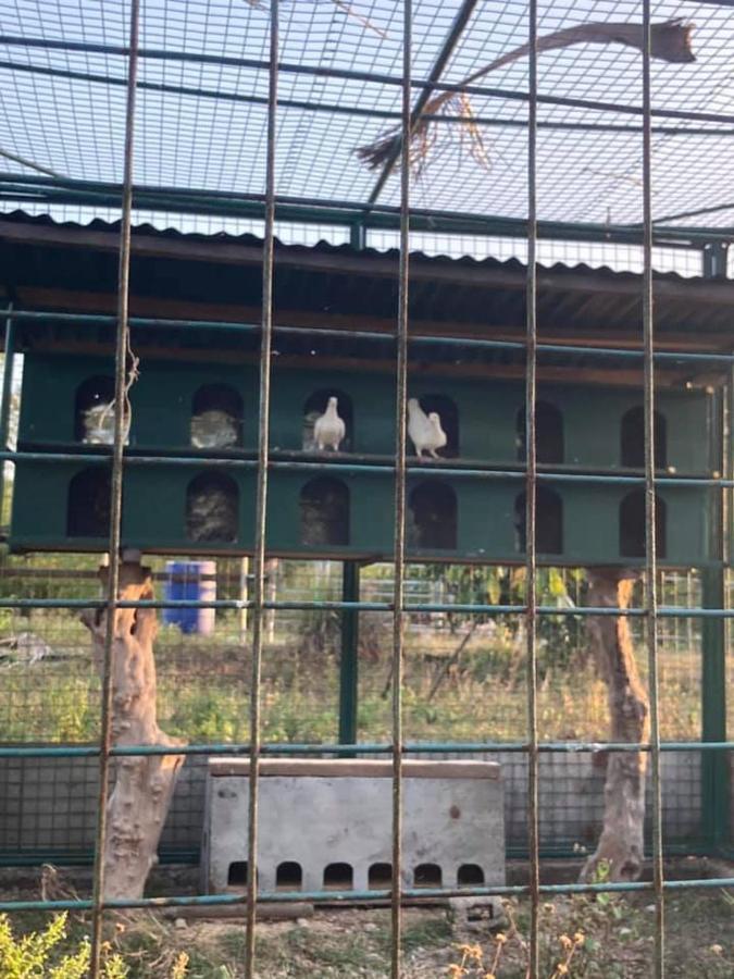 Ataalaya Farmhouse Batangas Eksteriør billede