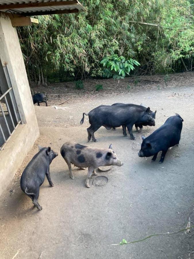Ataalaya Farmhouse Batangas Eksteriør billede