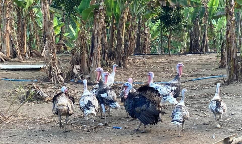 Ataalaya Farmhouse Batangas Eksteriør billede