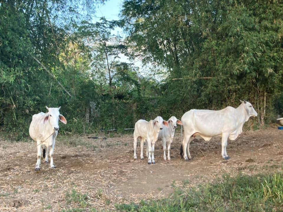 Ataalaya Farmhouse Batangas Eksteriør billede