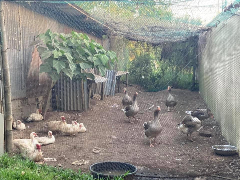 Ataalaya Farmhouse Batangas Eksteriør billede